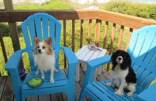pet friendly outdoor furniture